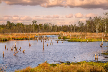 Hamburg, Germany The Nature Reserve Wittmoor In Fall It Is The Last Upland Moor In Northern Hamburg Wall Mural Questions & Answers