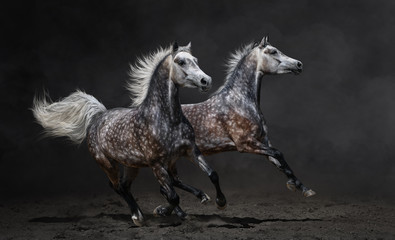 Two Gray Arabian Horses Gallop On Dark Background Wall Mural Questions & Answers